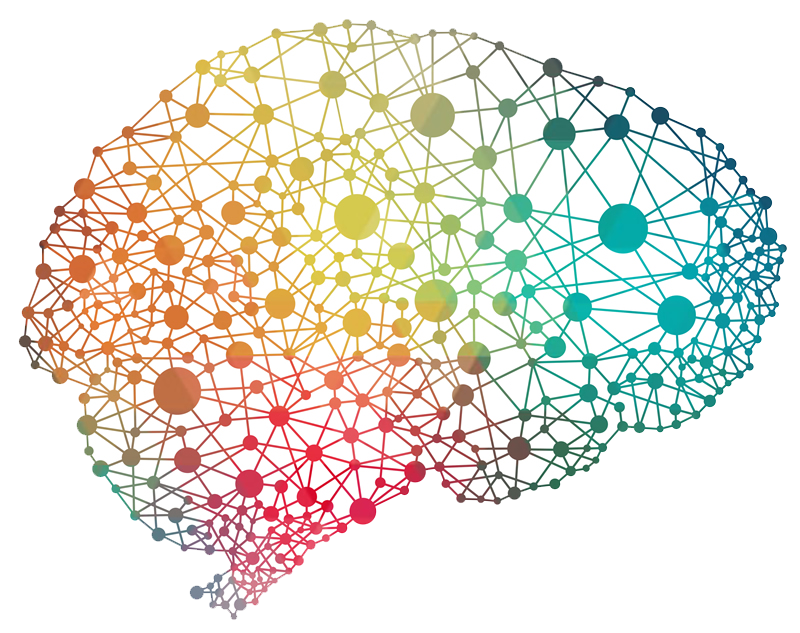 cerveau et neuroscience